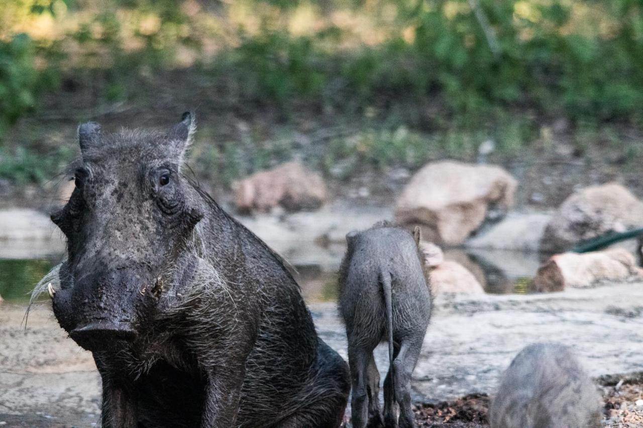 Hello Kruger Hideaway Cottage & Skilpad Studio Marloth Park Buitenkant foto