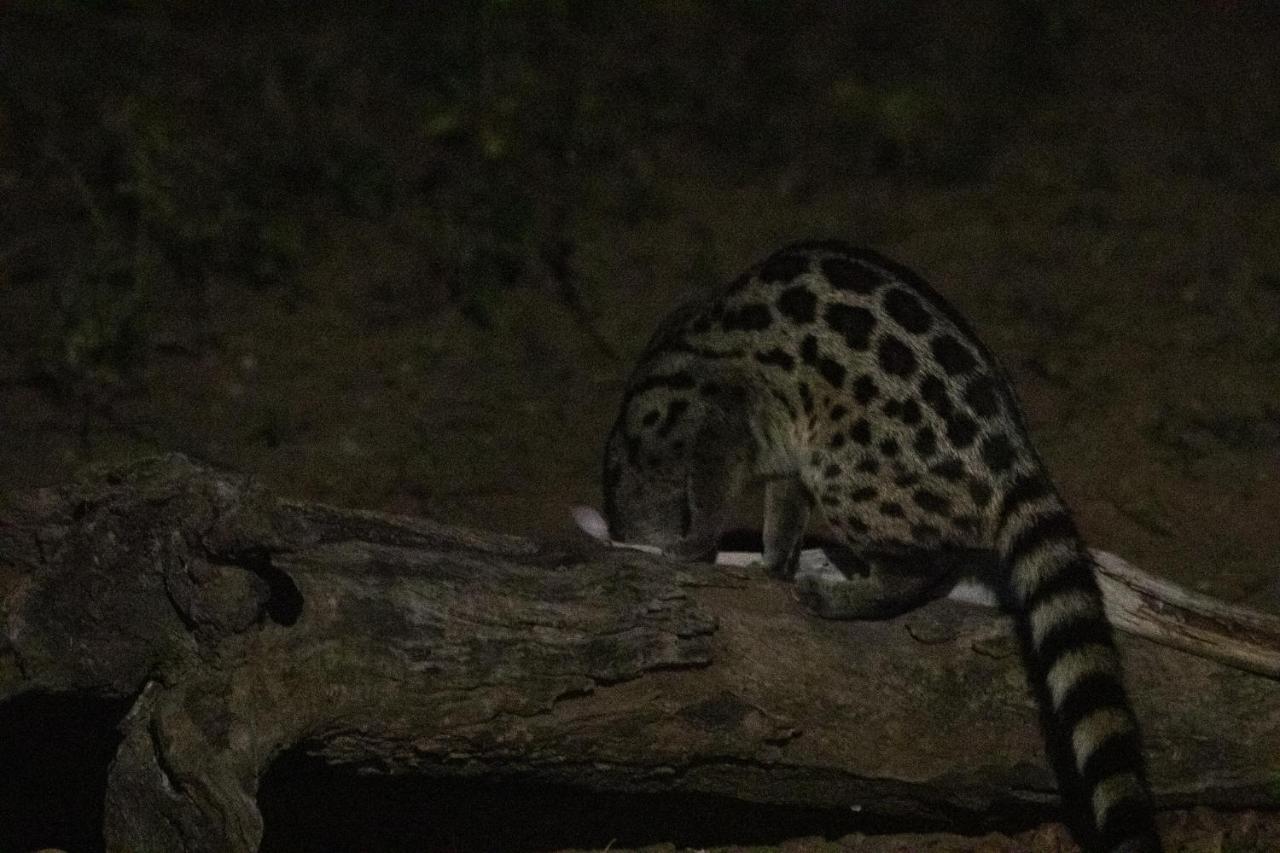Hello Kruger Hideaway Cottage & Skilpad Studio Marloth Park Buitenkant foto