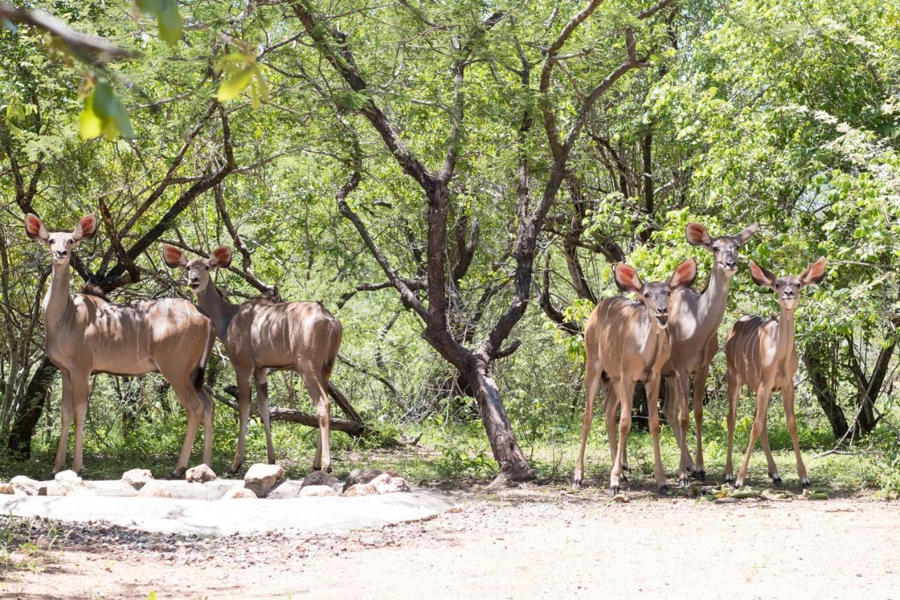 Hello Kruger Hideaway Cottage & Skilpad Studio Marloth Park Buitenkant foto